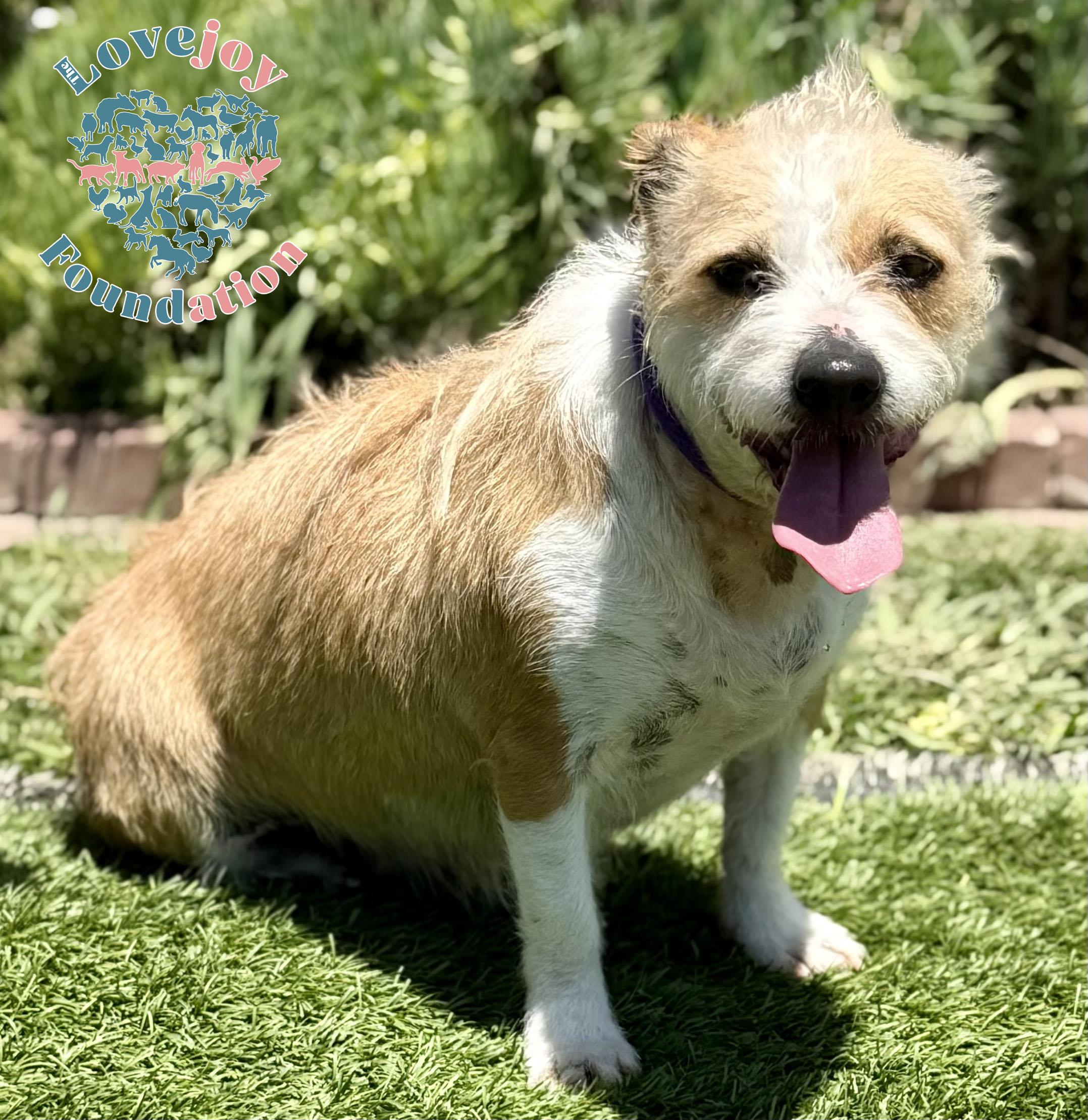 Flossie COH, Adoptable, Adult Female Parson Russell Terrier & Border Terrier.