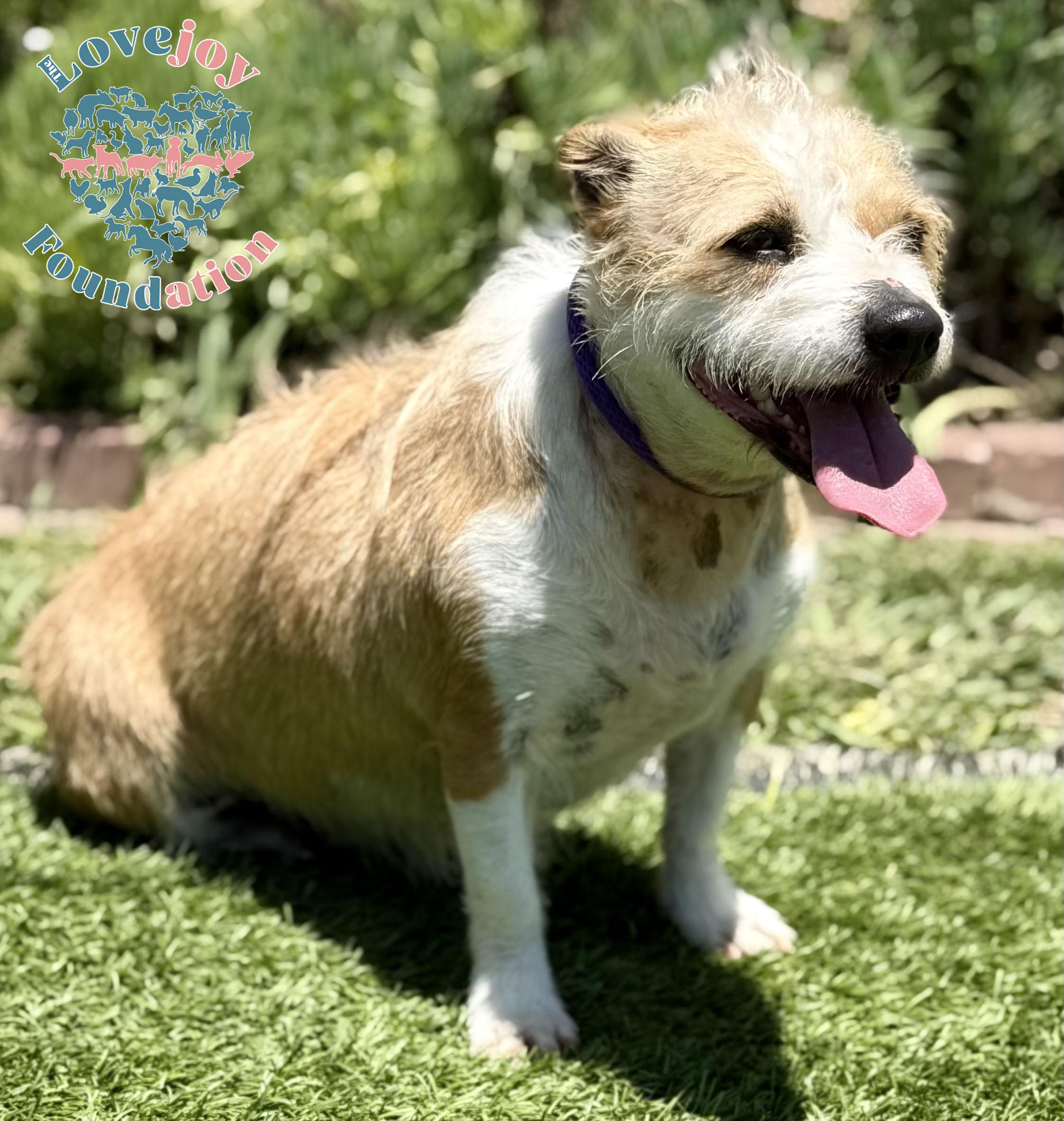 Enlarge Flossie COH, a Adoptable mixed breed in Inglewood, CA image 2/2