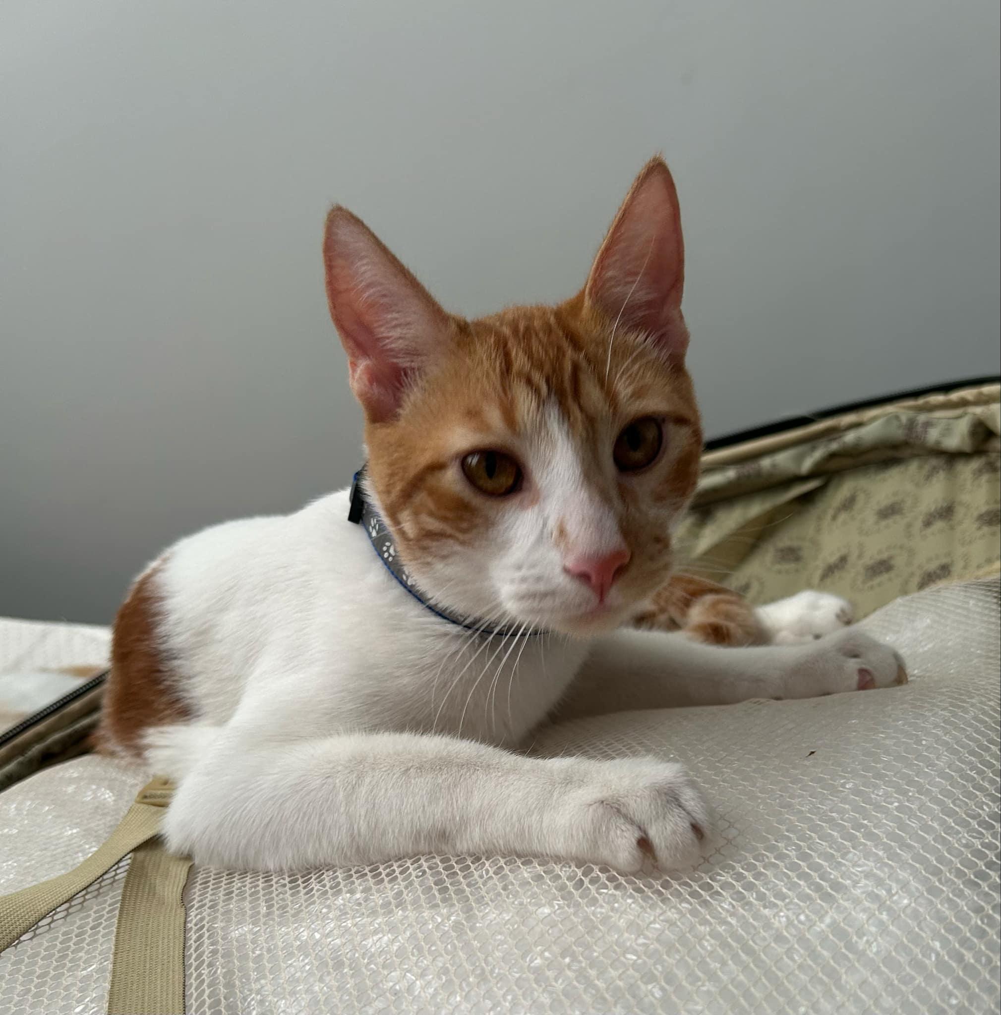 Enlarge Andi, a Adopted Domestic Short Hair in Escondido, CA image 1/1