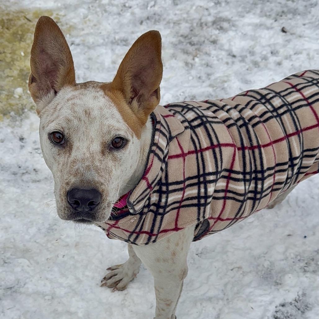 Cottonelle, Adoptable, Young Female Labrador Retriever & Mixed Breed.