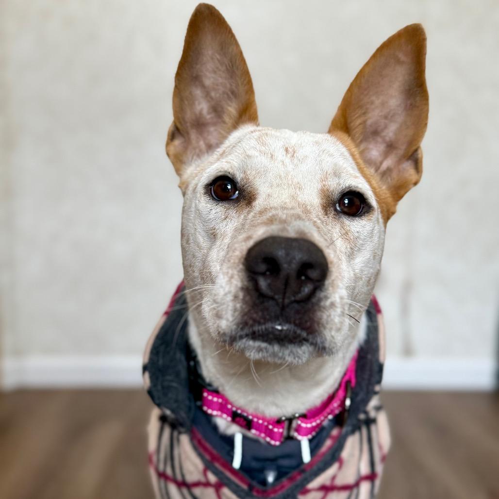 Enlarge Cottonelle, a Adoptable mixed breed in Oxford, ME image 2/4