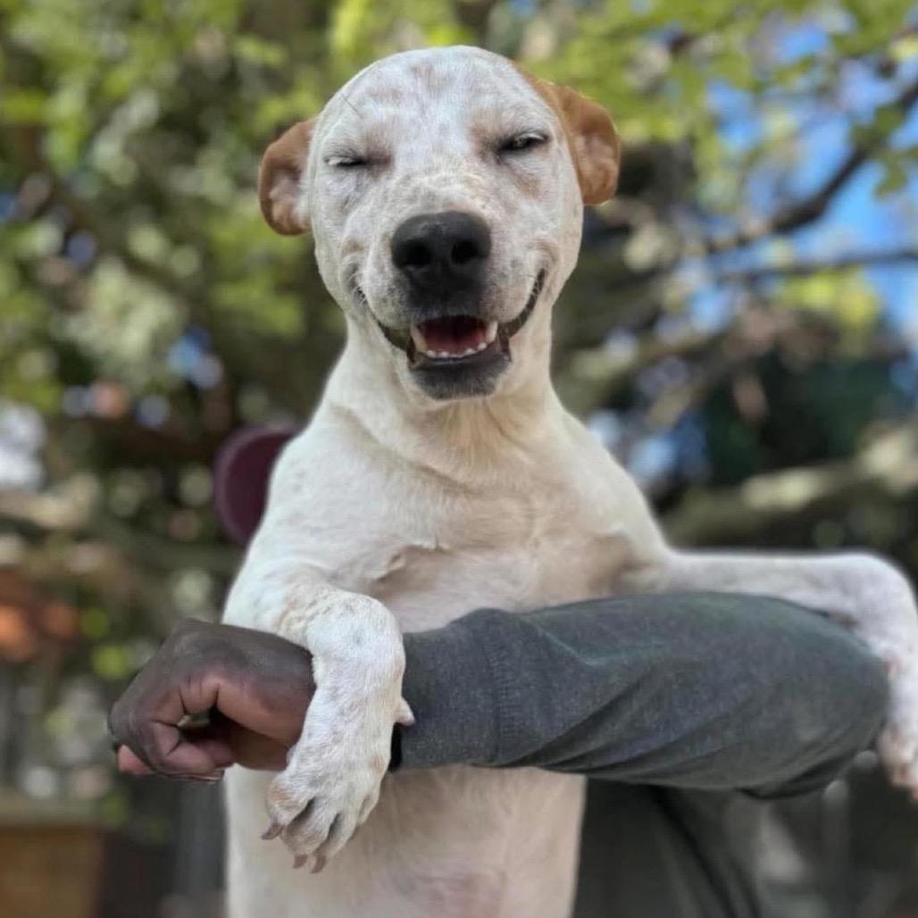 Enlarge Cottonelle, a Adoptable mixed breed in Oxford, ME image 3/4