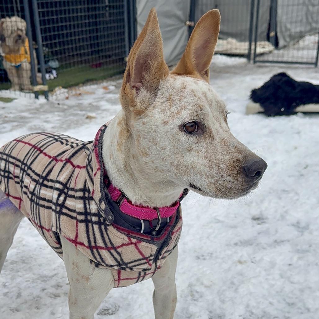 Enlarge Cottonelle, a Adoptable mixed breed in Oxford, ME image 4/4
