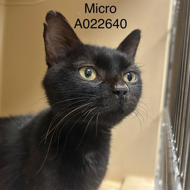 MICRO, Adoptable, Young Male Domestic Short Hair.