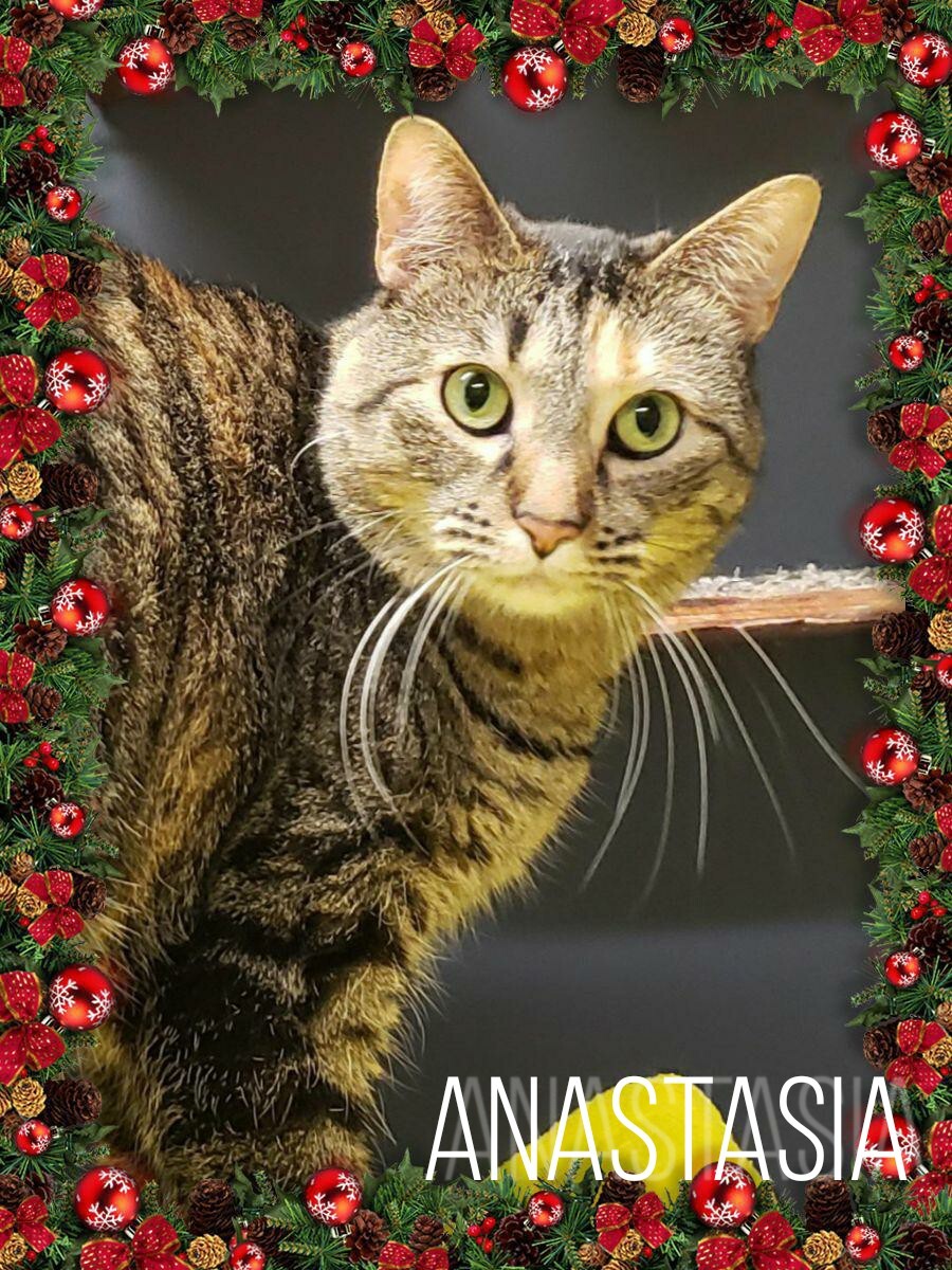 Anastasia, a Adoptable Domestic Short Hair in Whiting, IN image 5/5
