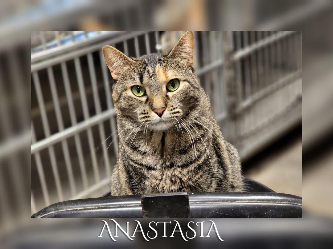 Anastasia, a Adoptable Domestic Short Hair in Whiting, IN image 4/5