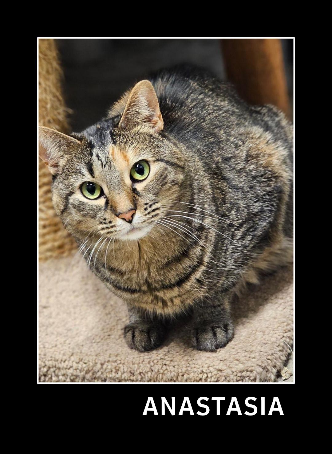 Anastasia, a Adoptable Domestic Short Hair in Whiting, IN image 1/5