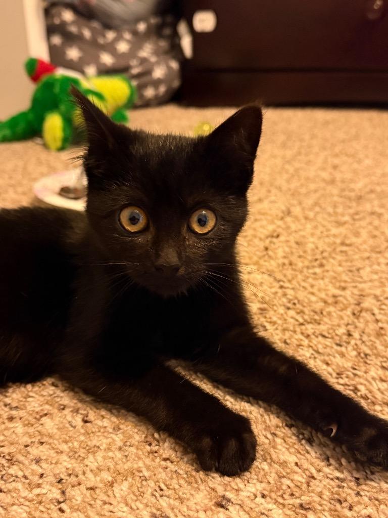 Esme, Adoptable, Kitten Female Domestic Short Hair.