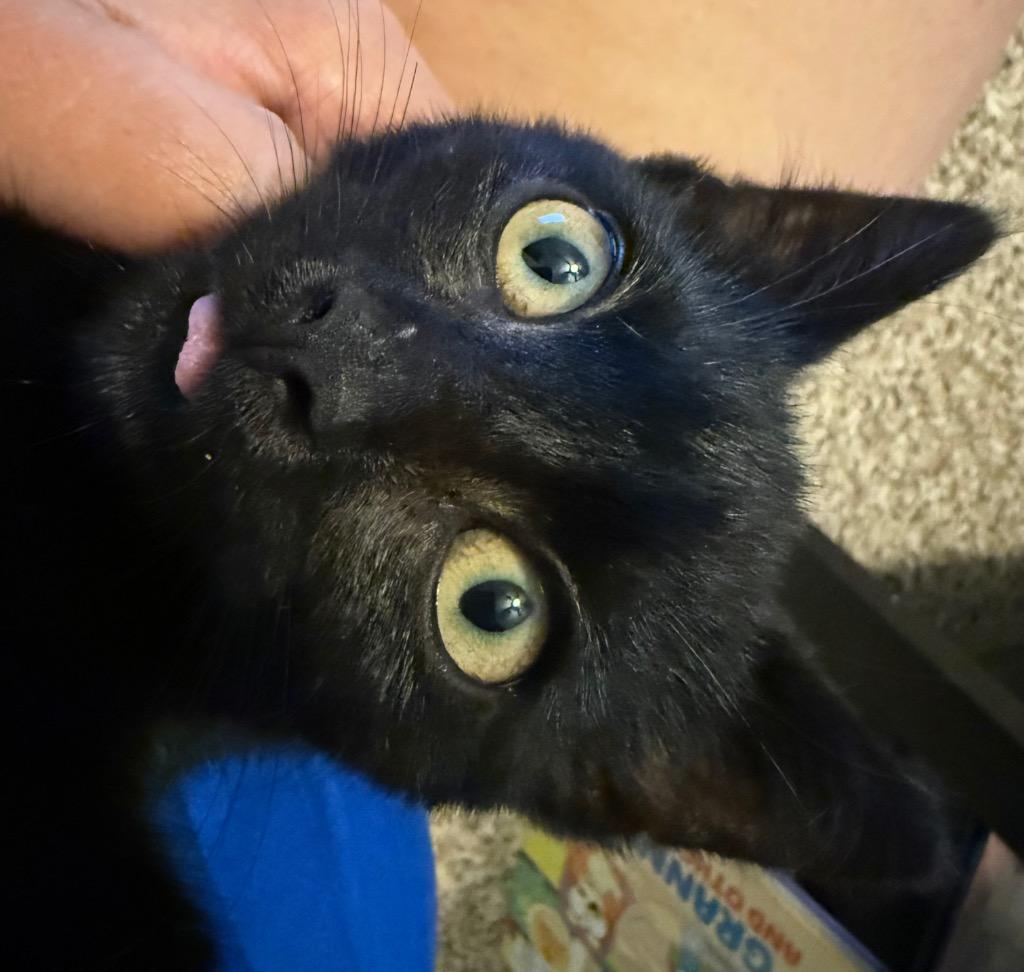 Enlarge Esme, a Adoptable mixed breed in Syracuse, IN image 2/2
