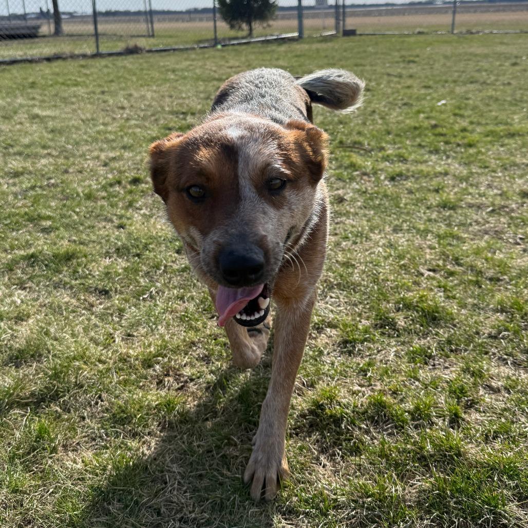 Red Fern, Adoptable, Adult Female Cattle Dog.