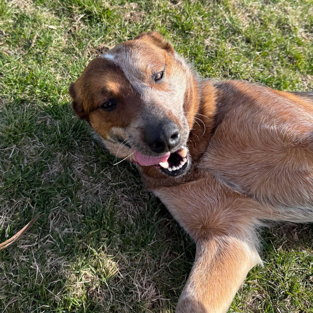 Enlarge Red Fern, a Adoptable Cattle Dog in Pontiac, IL image 2/6