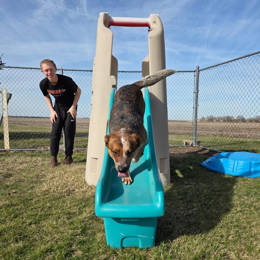 Enlarge Red Fern, a Adoptable Cattle Dog in Pontiac, IL image 3/6