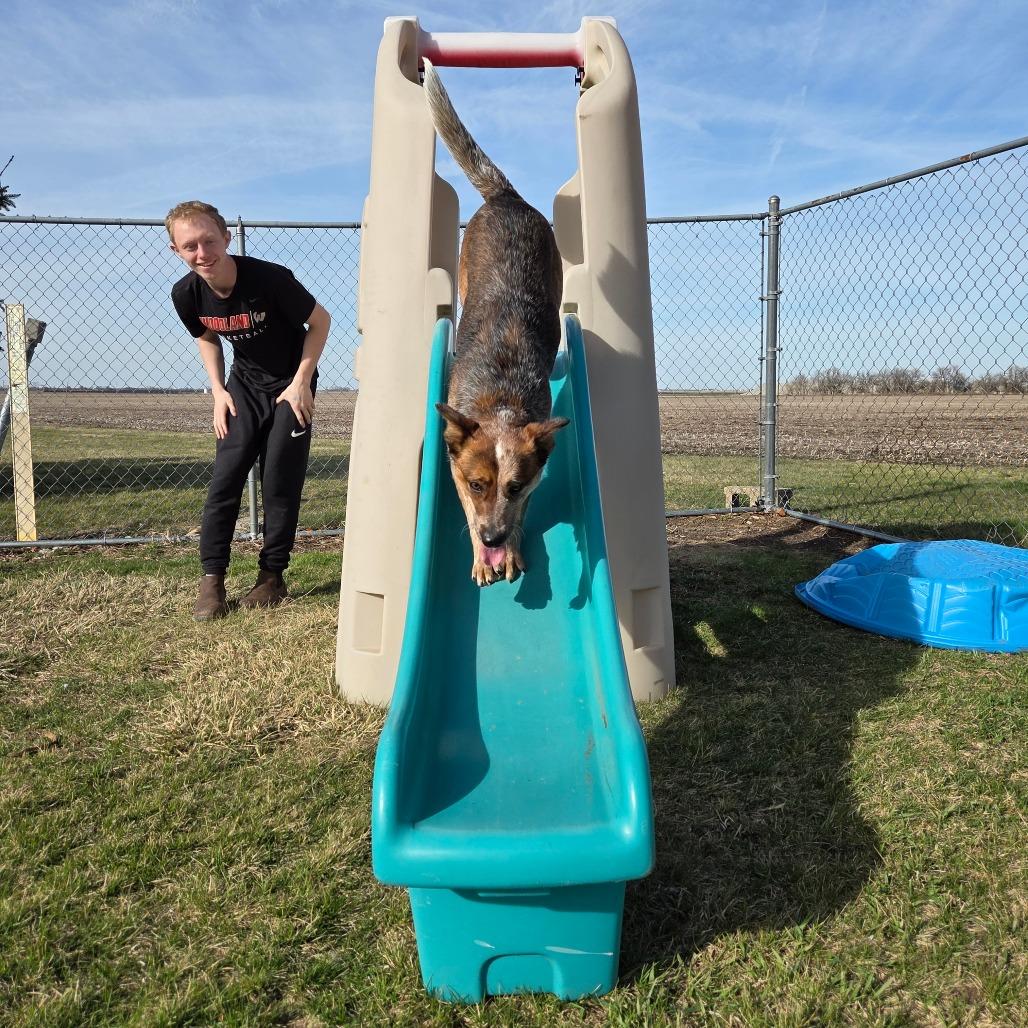 Enlarge Red Fern, a Adoptable Cattle Dog in Pontiac, IL image 4/6