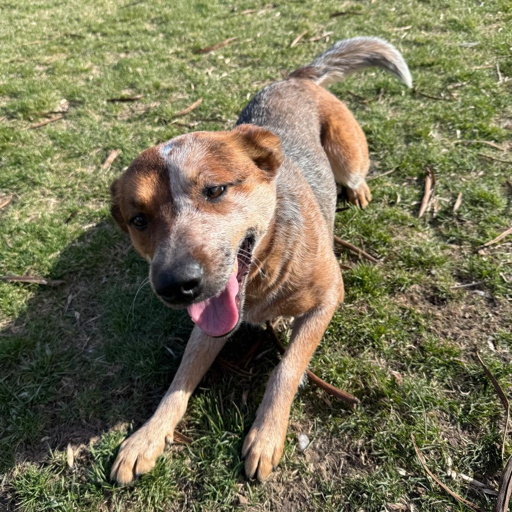 Enlarge Red Fern, a Adoptable Cattle Dog in Pontiac, IL image 5/6