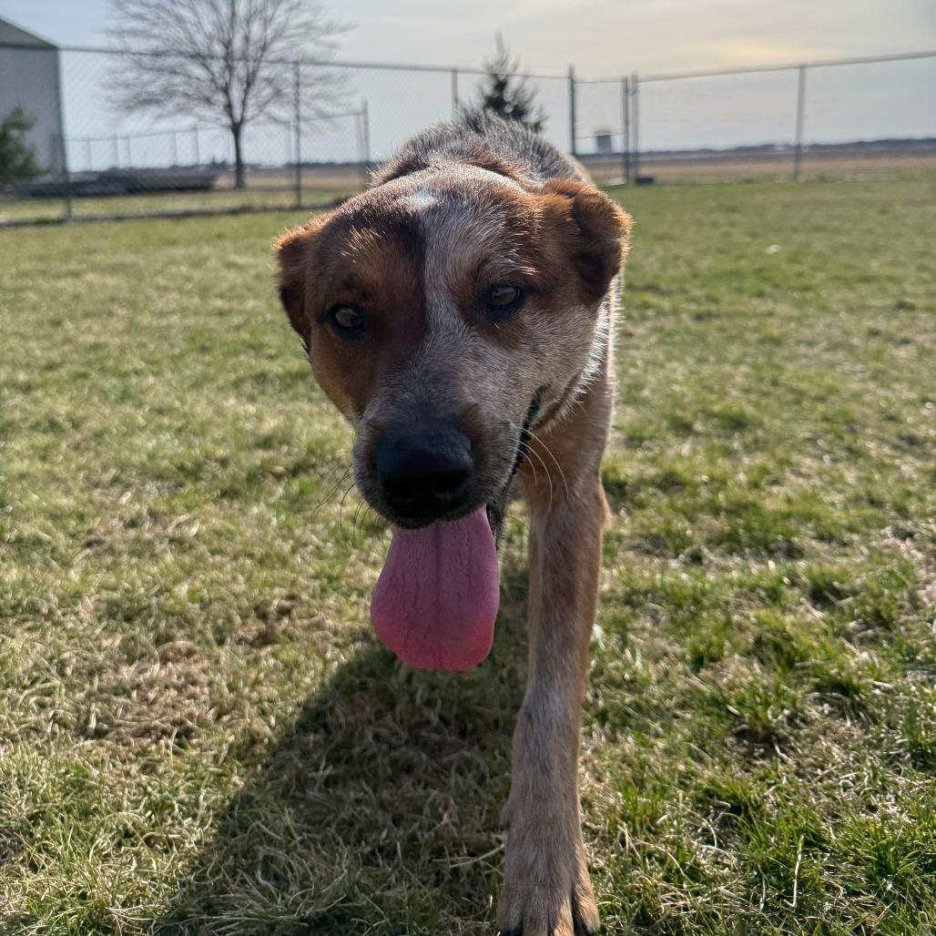 Enlarge Red Fern, a Adoptable Cattle Dog in Pontiac, IL image 6/6