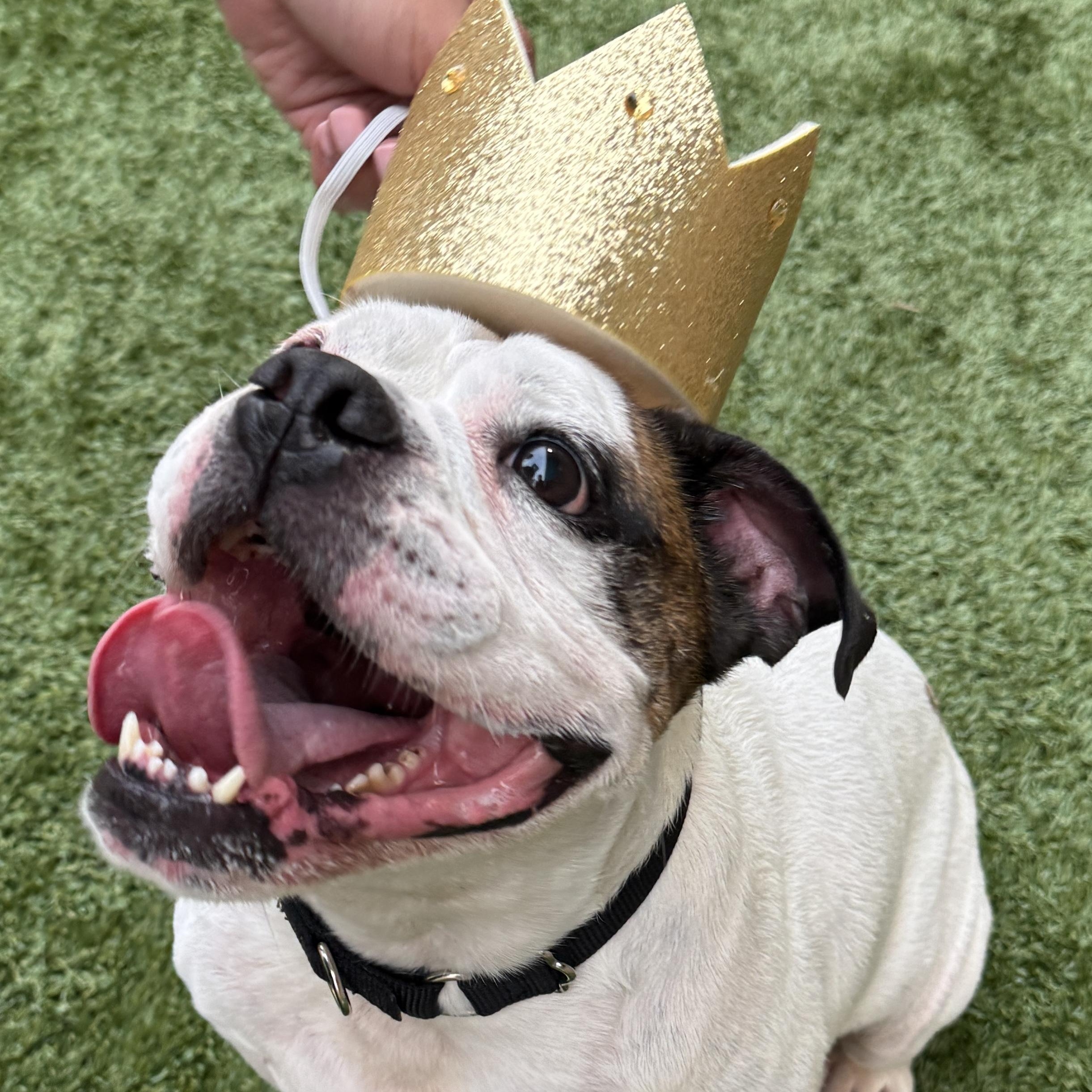 Enlarge KING MEATBALL  40lbs of good bulldog needs a new home! FIXED & HOUSEBROKEN, a ADOPTABLE Bulldog in Clifton, NJ image 4/6