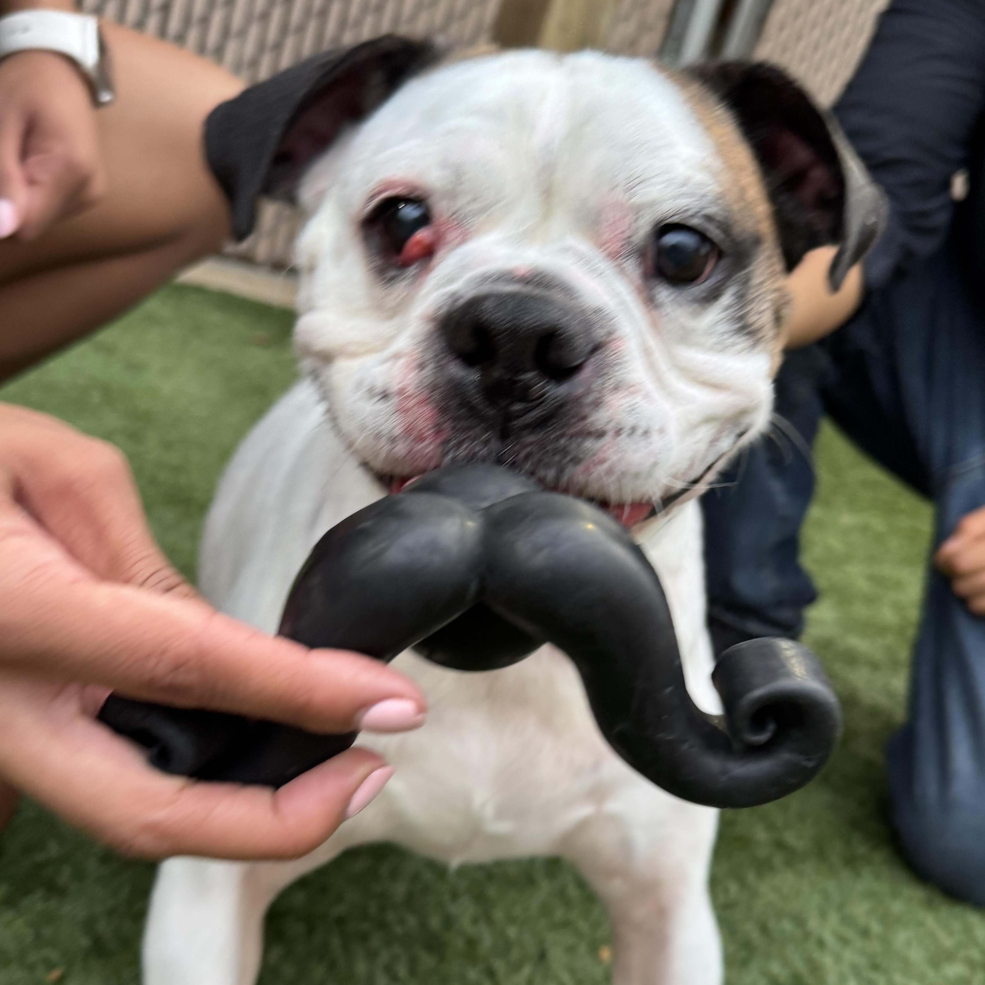 Enlarge KING MEATBALL  40lbs of good bulldog needs a new home! FIXED & HOUSEBROKEN, a ADOPTABLE Bulldog in Clifton, NJ image 5/6