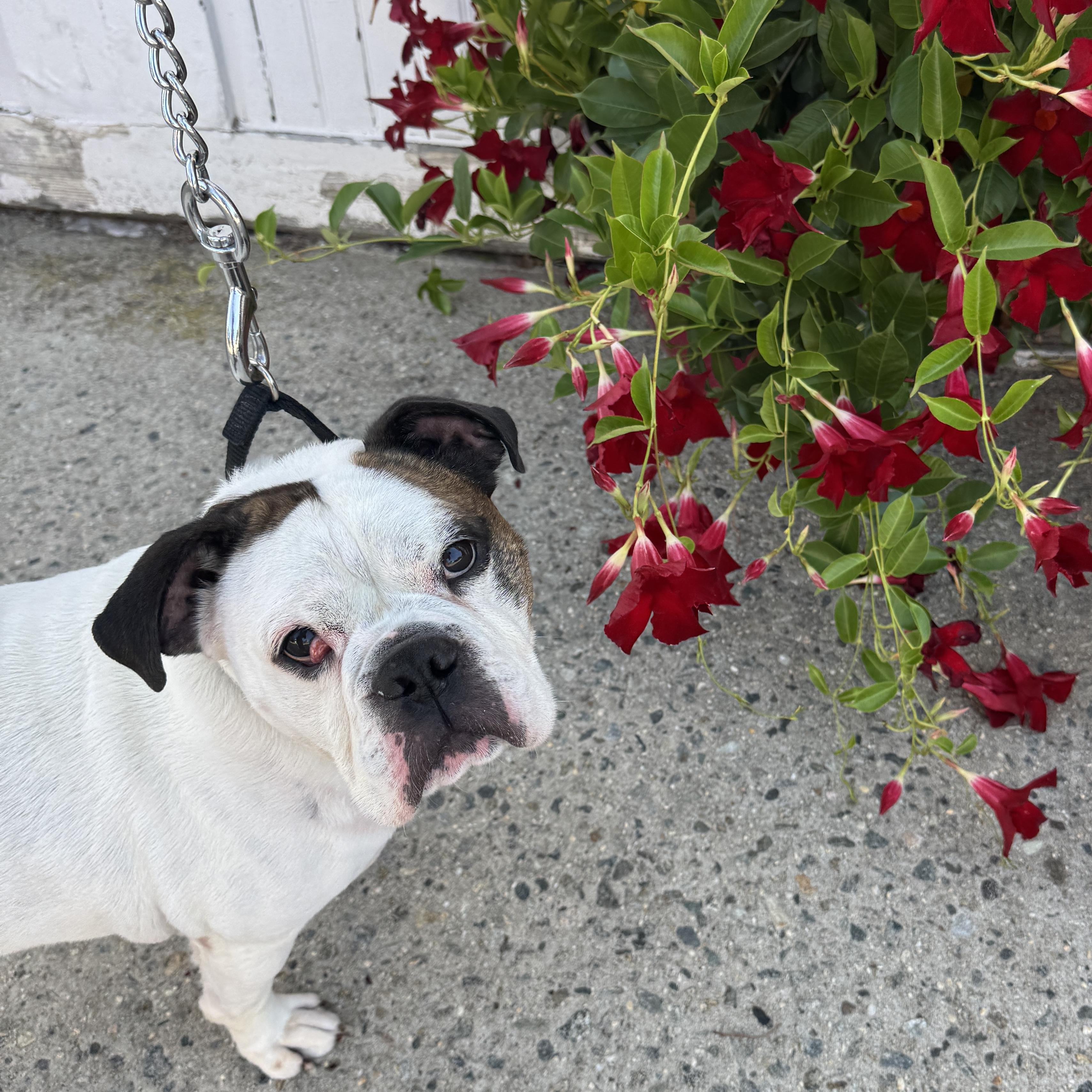 Enlarge KING MEATBALL  40lbs of good bulldog needs a new home! FIXED & HOUSEBROKEN, a ADOPTABLE Bulldog in Clifton, NJ image 1/6