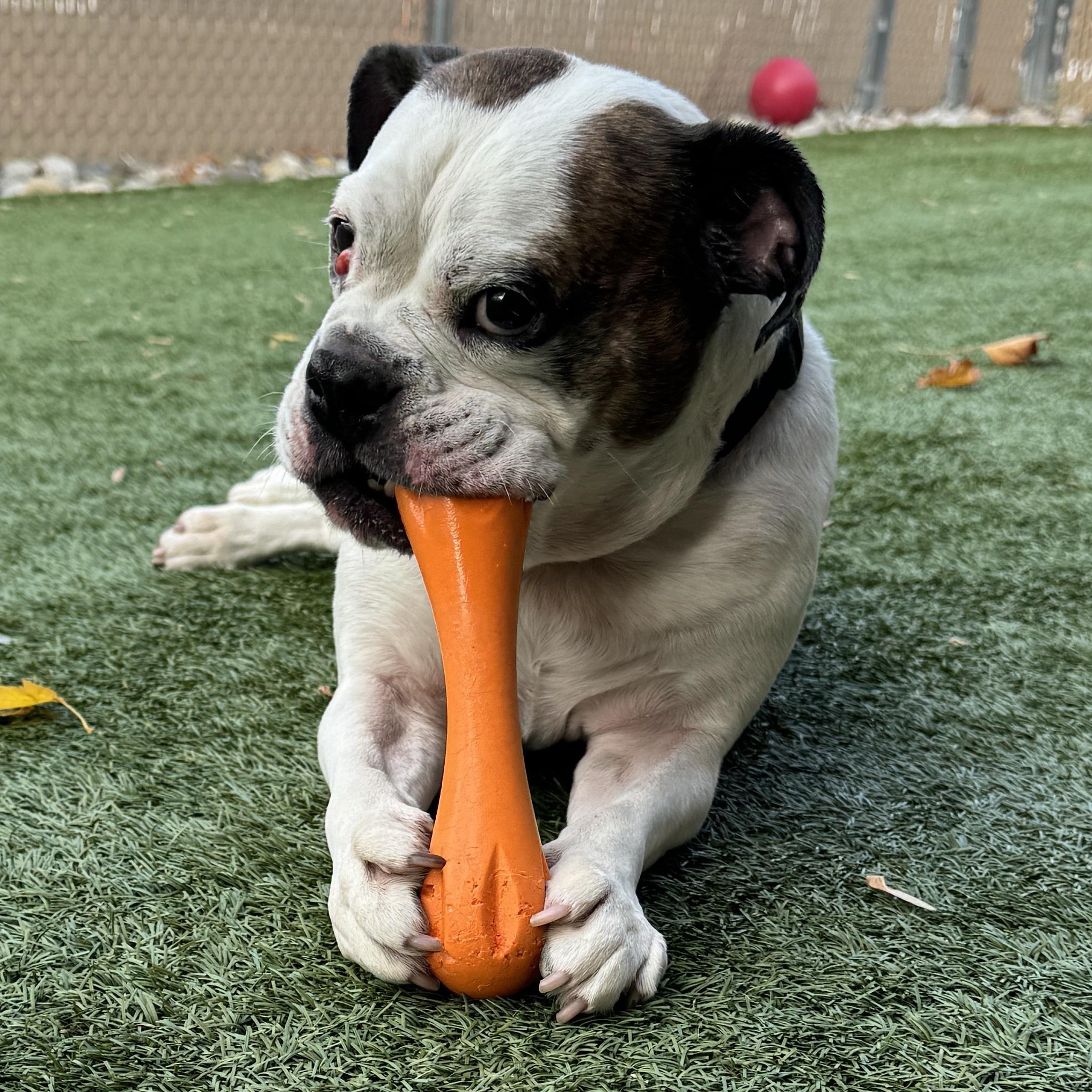 Enlarge KING MEATBALL  40lbs of good bulldog needs a new home! FIXED & HOUSEBROKEN, a ADOPTABLE Bulldog in Clifton, NJ image 2/6