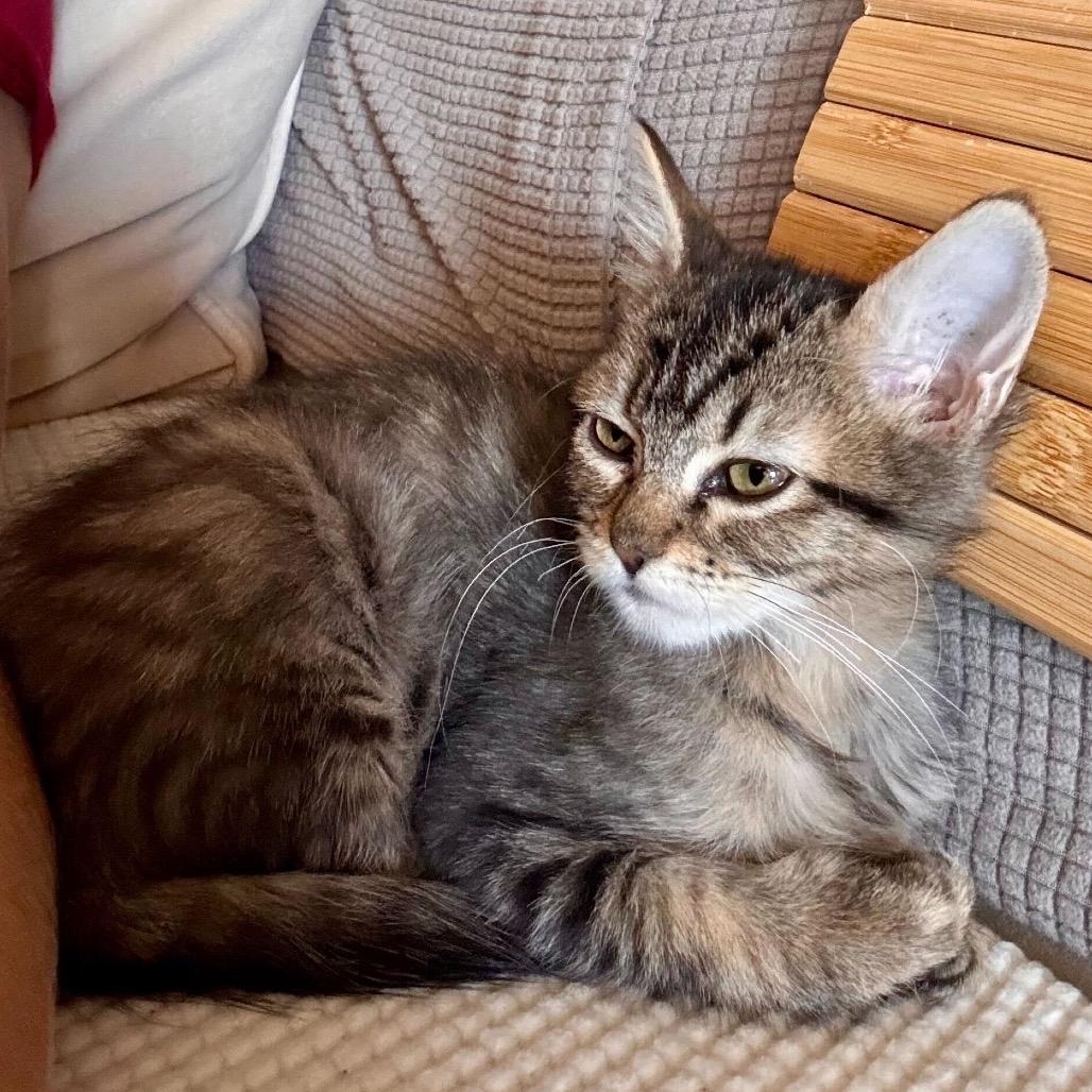 Mouse, Adoptable, Kitten Female Domestic Short Hair.