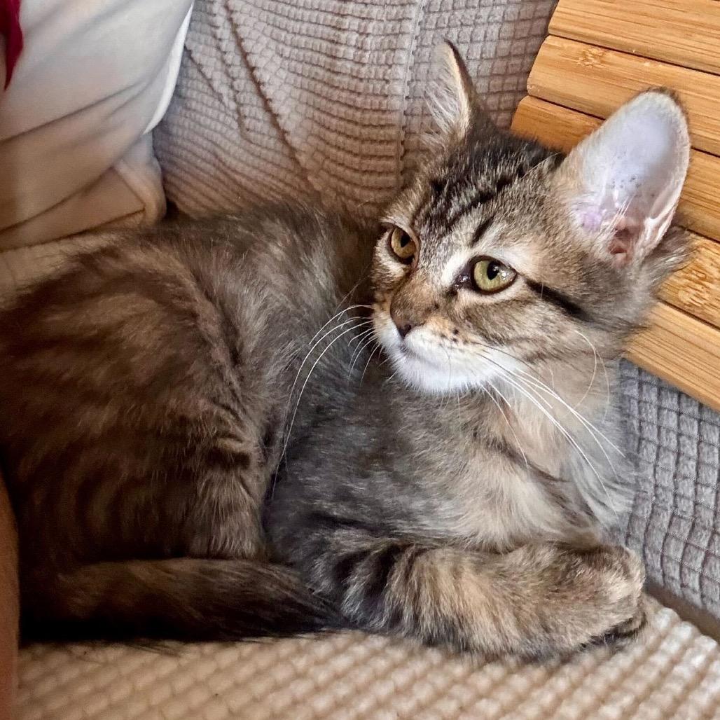 Mouse, a Adoptable Domestic Short Hair in Escondido, CA image 2/5