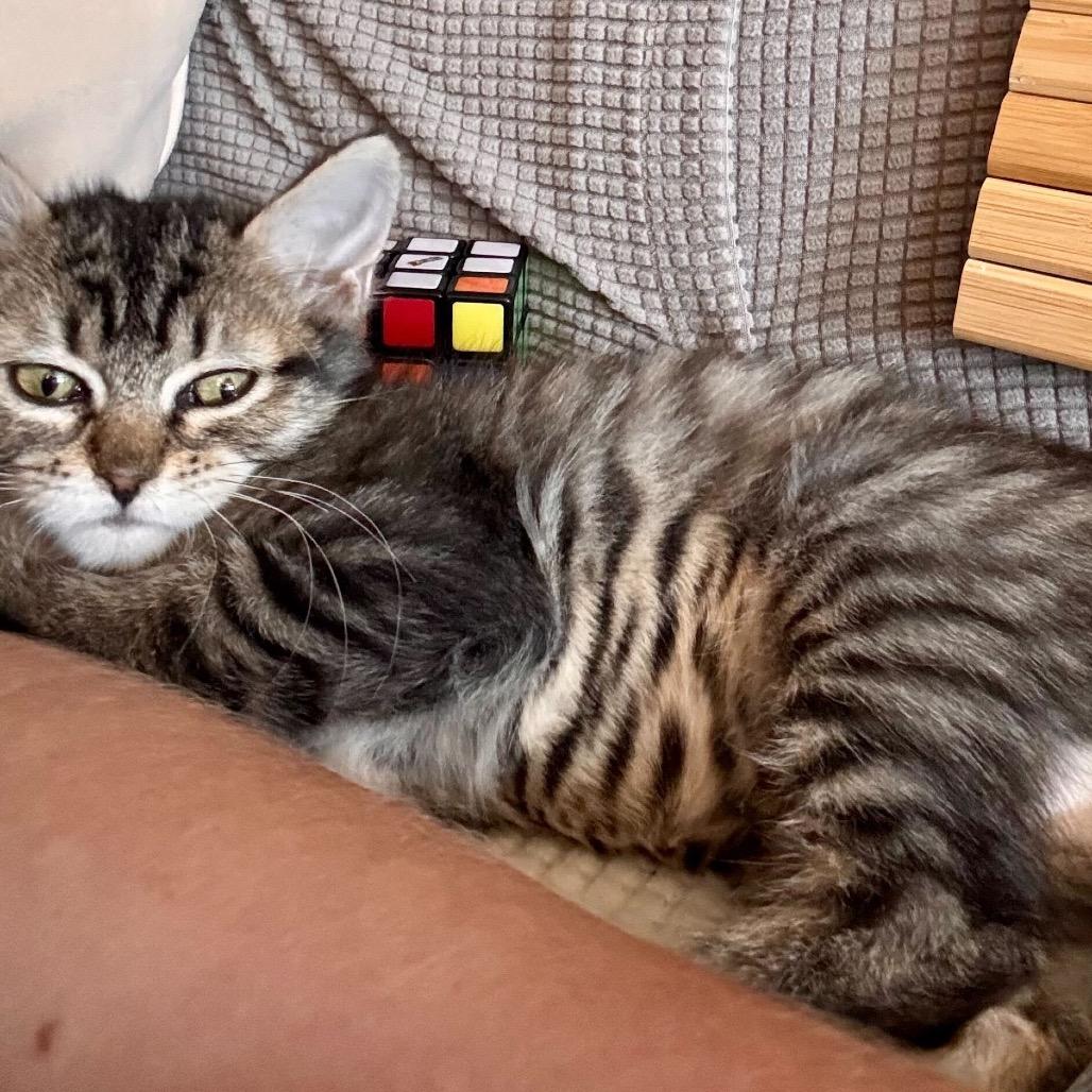 Mouse, a Adoptable Domestic Short Hair in Escondido, CA image 3/5