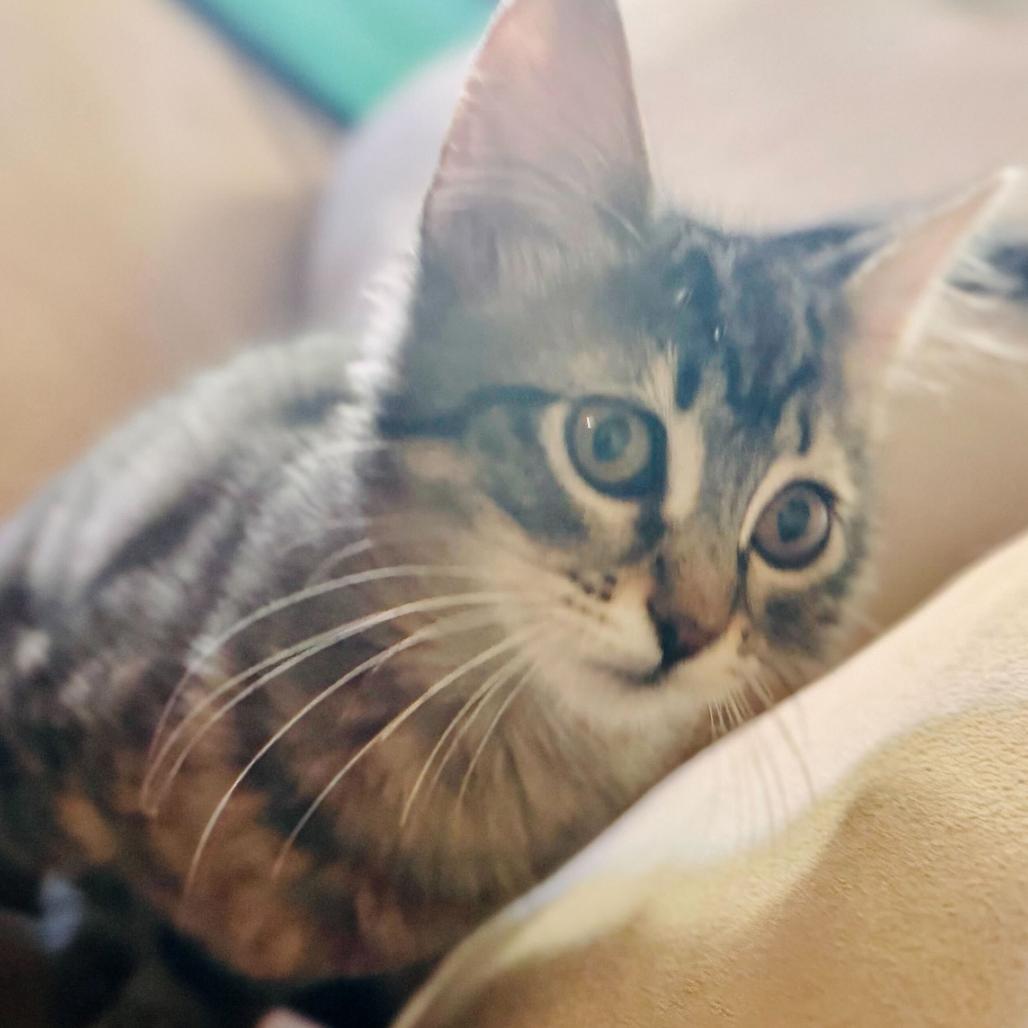 Mouse, a Adoptable Domestic Short Hair in Escondido, CA image 4/5