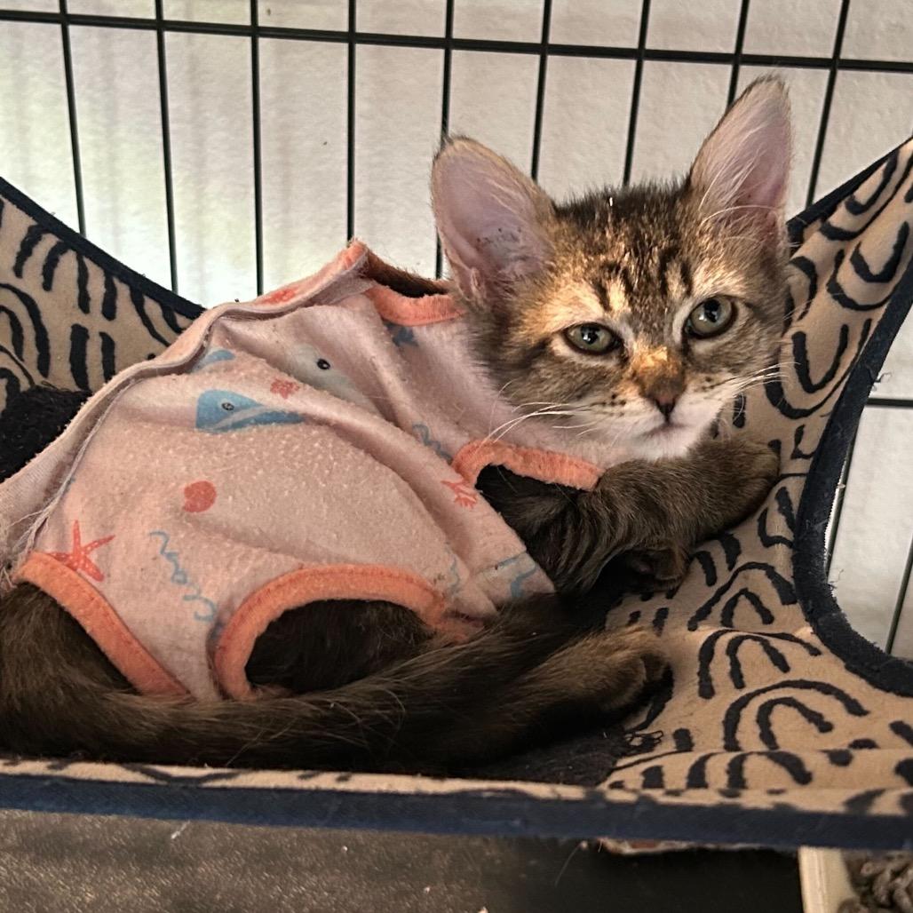 Mouse, a Adoptable Domestic Short Hair in Escondido, CA image 5/5