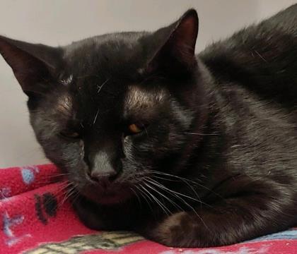 Greece, a Adoptable mixed breed in Portsmouth, OH image 1/2