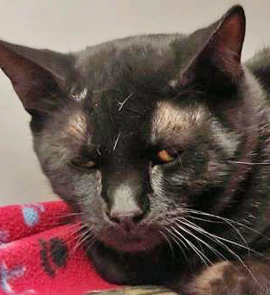 Greece, a Adoptable mixed breed in Portsmouth, OH image 2/2