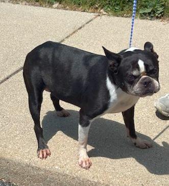 DOTTIE, adoptable, Adult Female Boston Terrier.