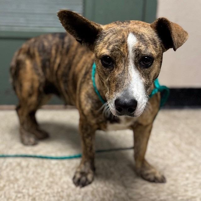 Vienna, Adoptable, Adult Female Dachshund.