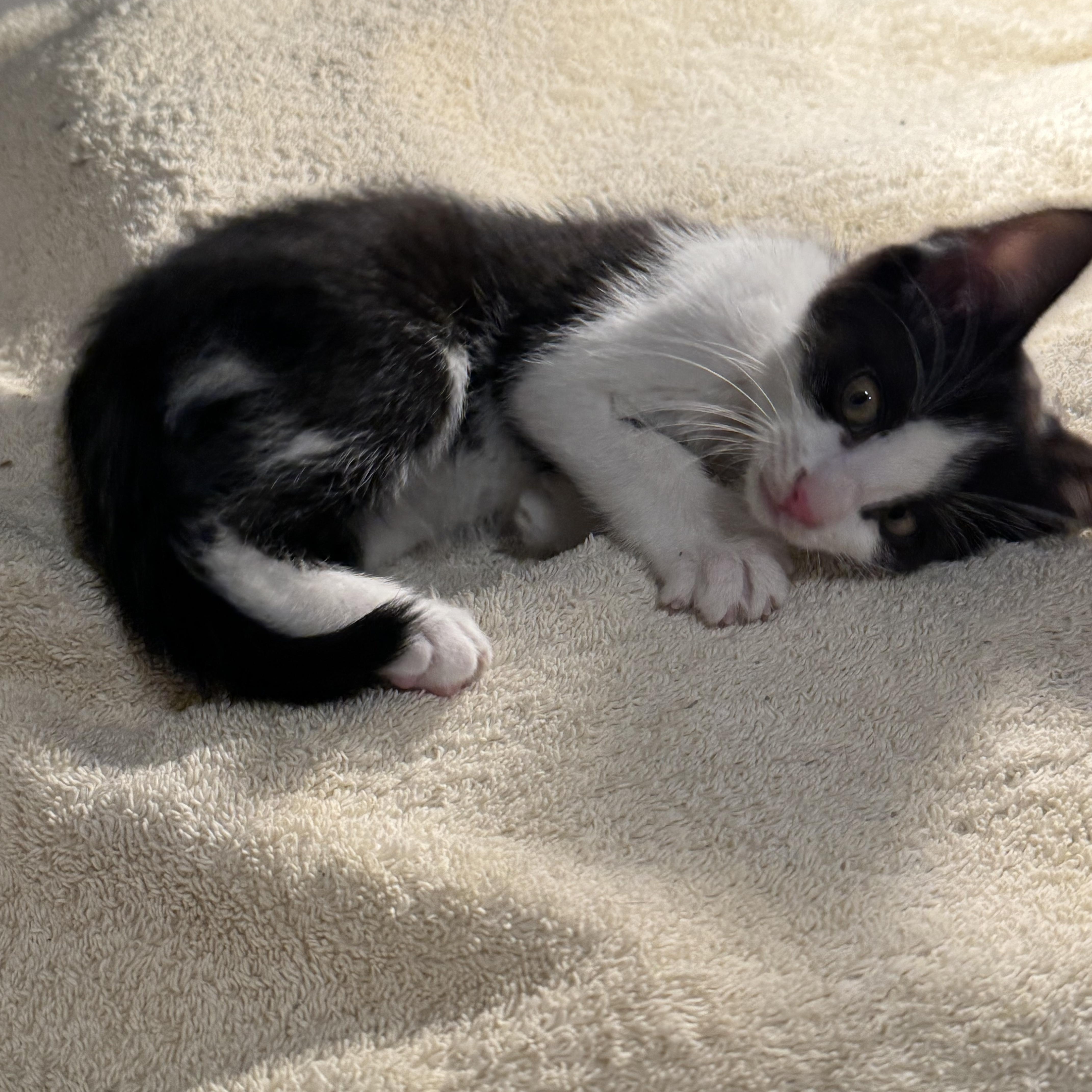 Checkers thumbnail 2