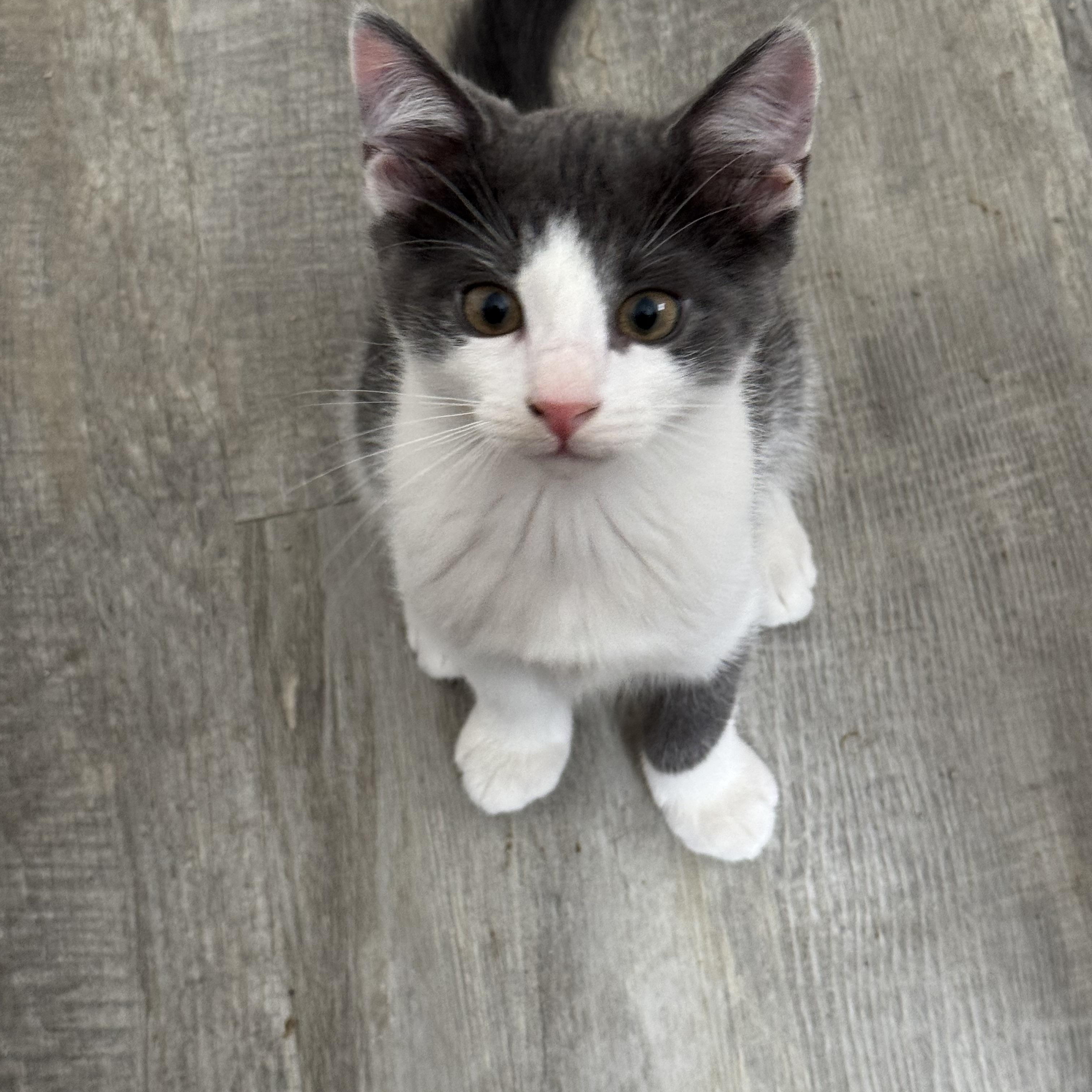 Checkers thumbnail 3