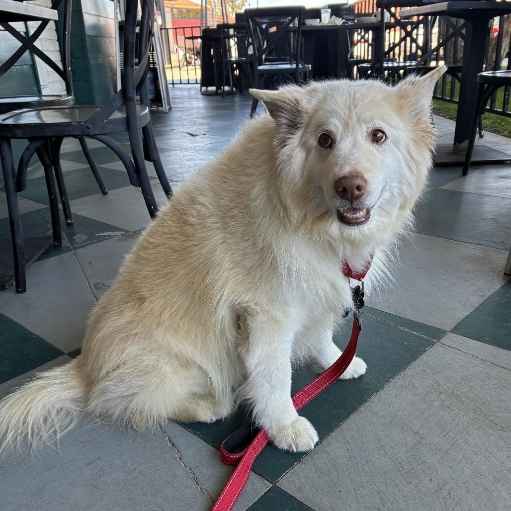 Shelia, Adoptable, Senior Female Samoyed & Husky.