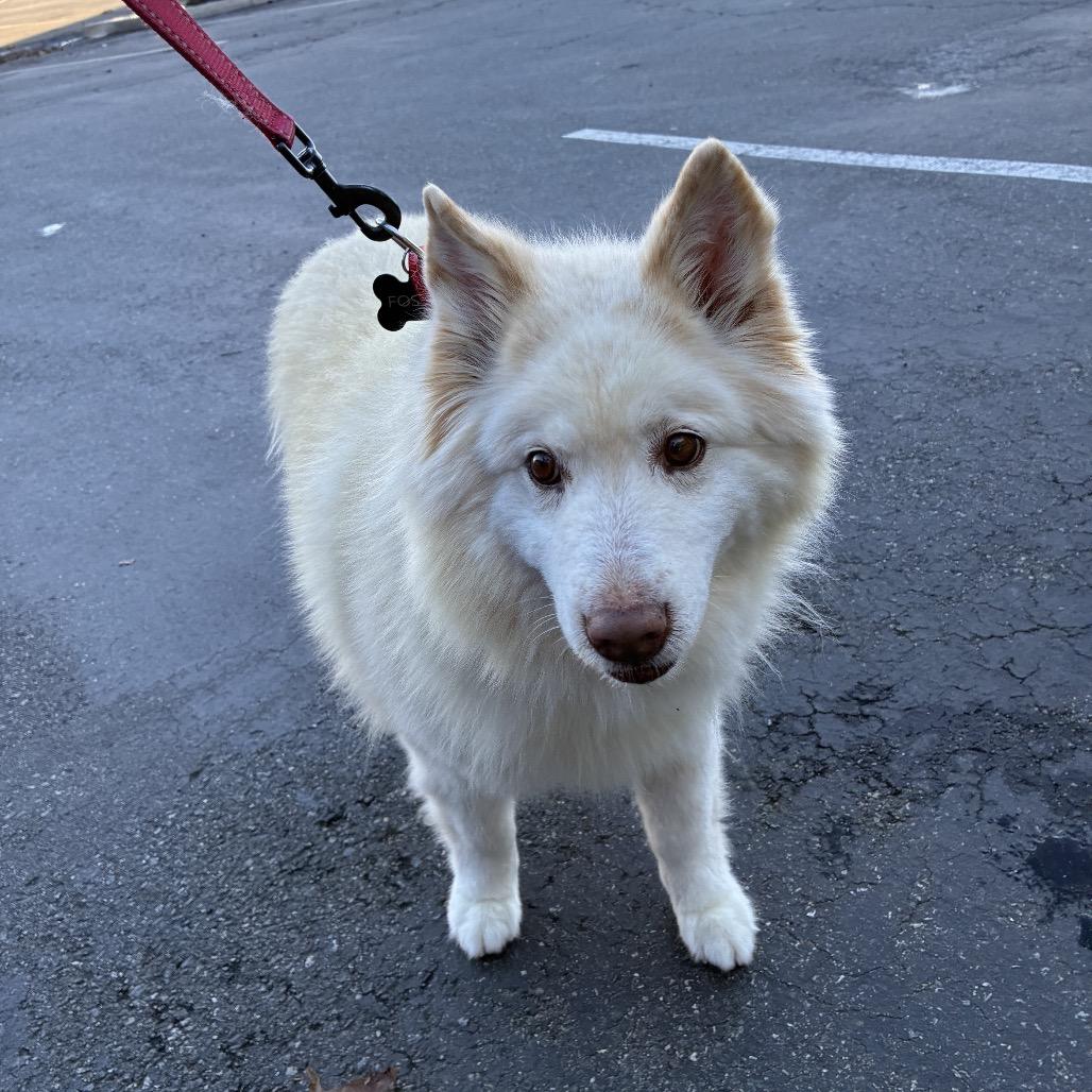 Shelia, Adoptable, Senior Female Samoyed & Husky.