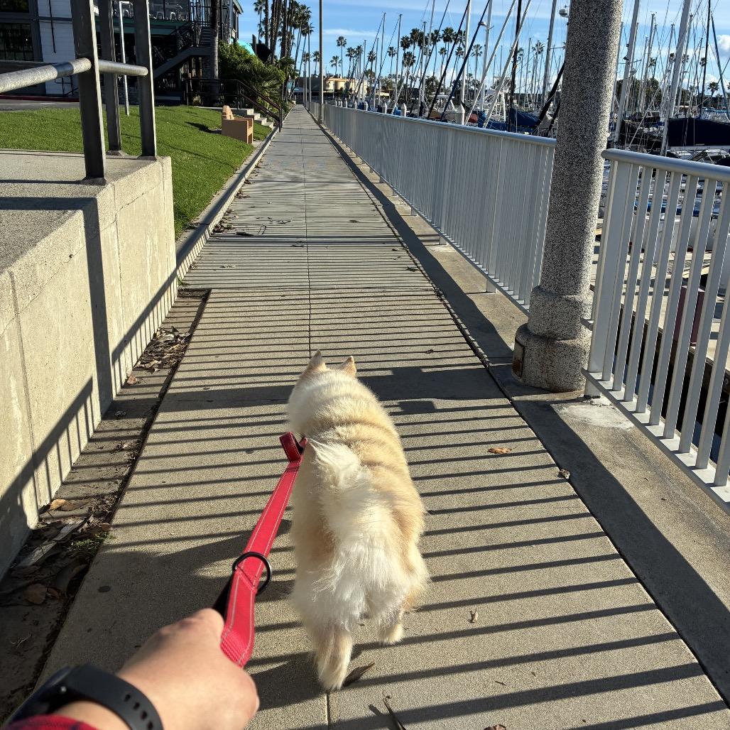 Enlarge Shelia, a Adoptable mixed breed in Los Angeles, CA image 2/3