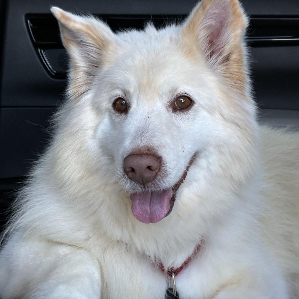 Enlarge Shelia, a Adoptable mixed breed in Los Angeles, CA image 3/3