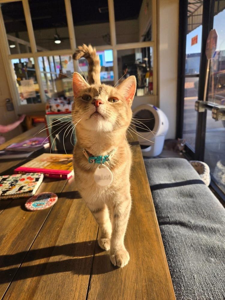 Nala 2, Adoptable, Young Female Domestic Short Hair.