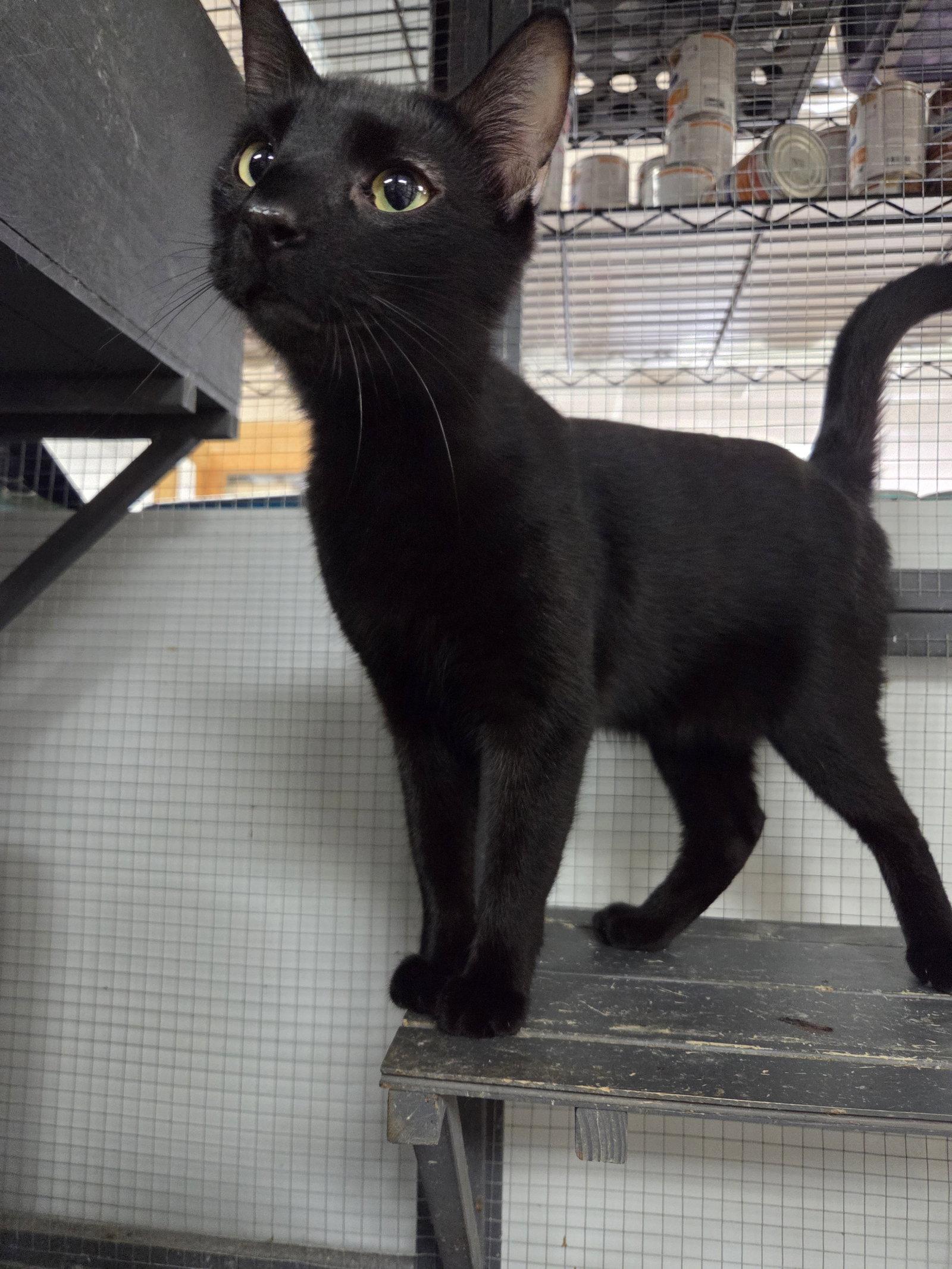 Jimmy, Adoptable, Young Male Domestic Short Hair.