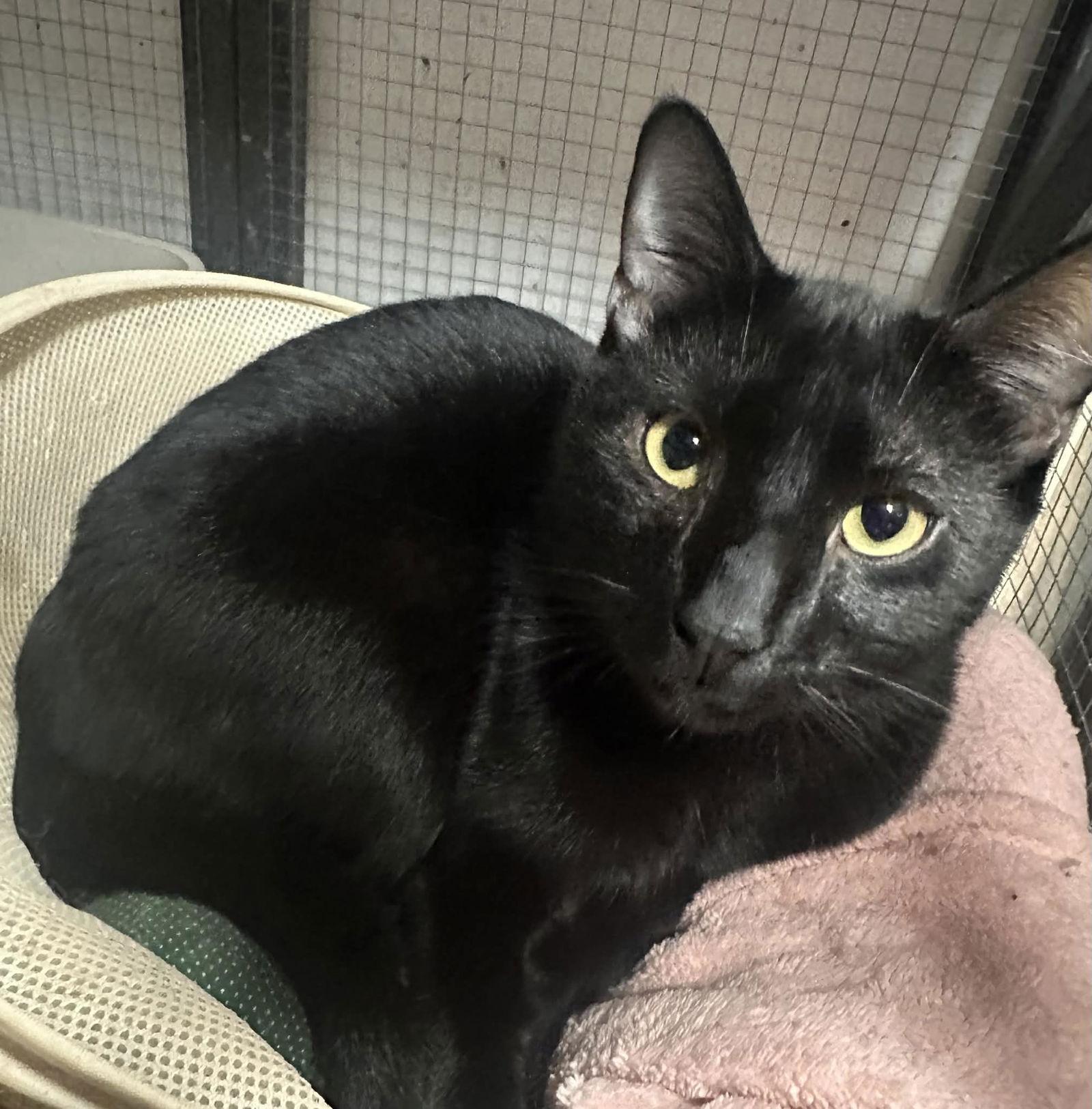 Jimmy, Adoptable, Young Male Domestic Short Hair.