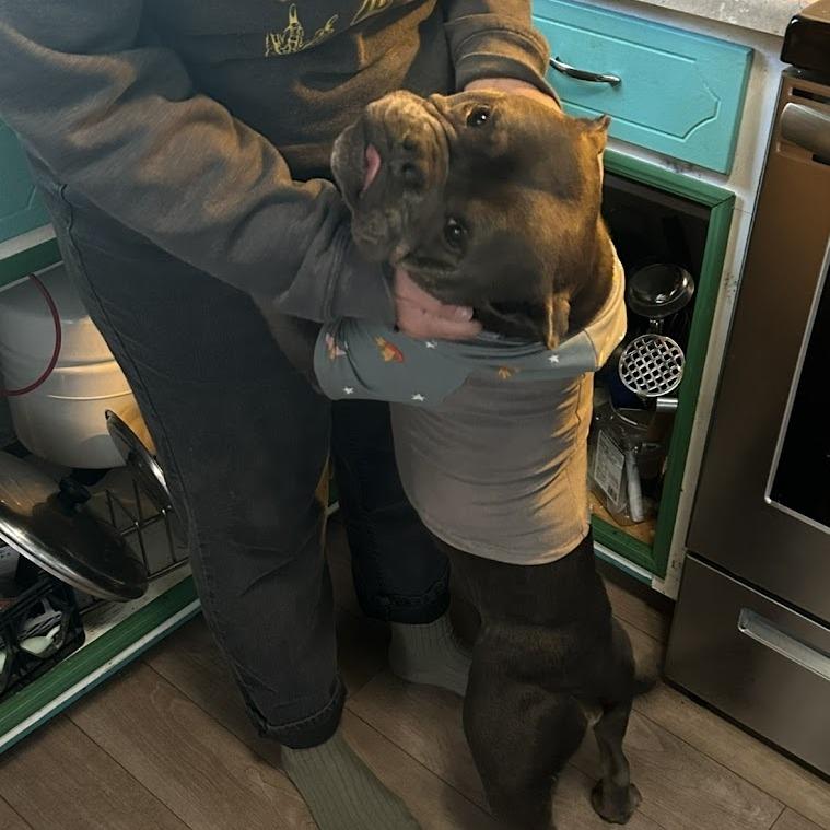 Bacon, Adoptable, Adult Female French Bulldog & English Bulldog.