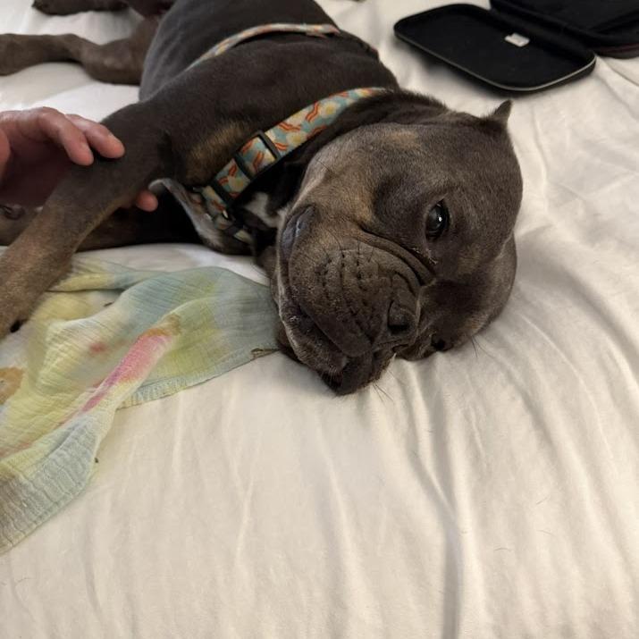 Enlarge Bacon, a Adoptable mixed breed in North Charleston, SC image 2/6