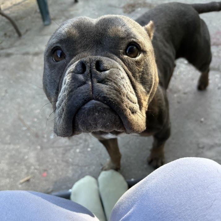 Enlarge Bacon, a Adoptable mixed breed in North Charleston, SC image 3/6