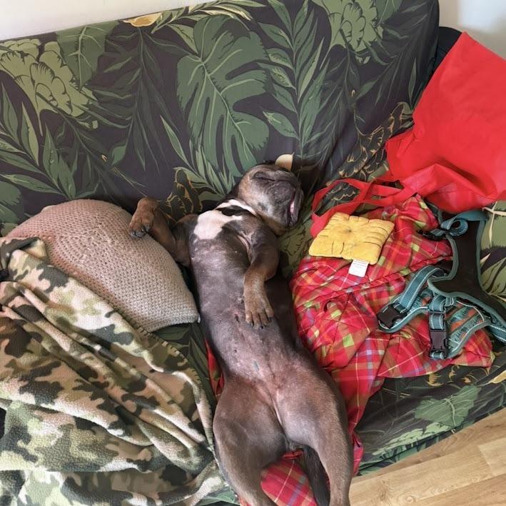 Enlarge Bacon, a Adoptable mixed breed in North Charleston, SC image 4/6