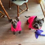 Enlarge Bacon, a Adoptable mixed breed in North Charleston, SC image 5/6