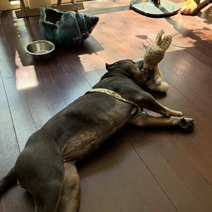 Enlarge Bacon, a Adoptable mixed breed in North Charleston, SC image 6/6