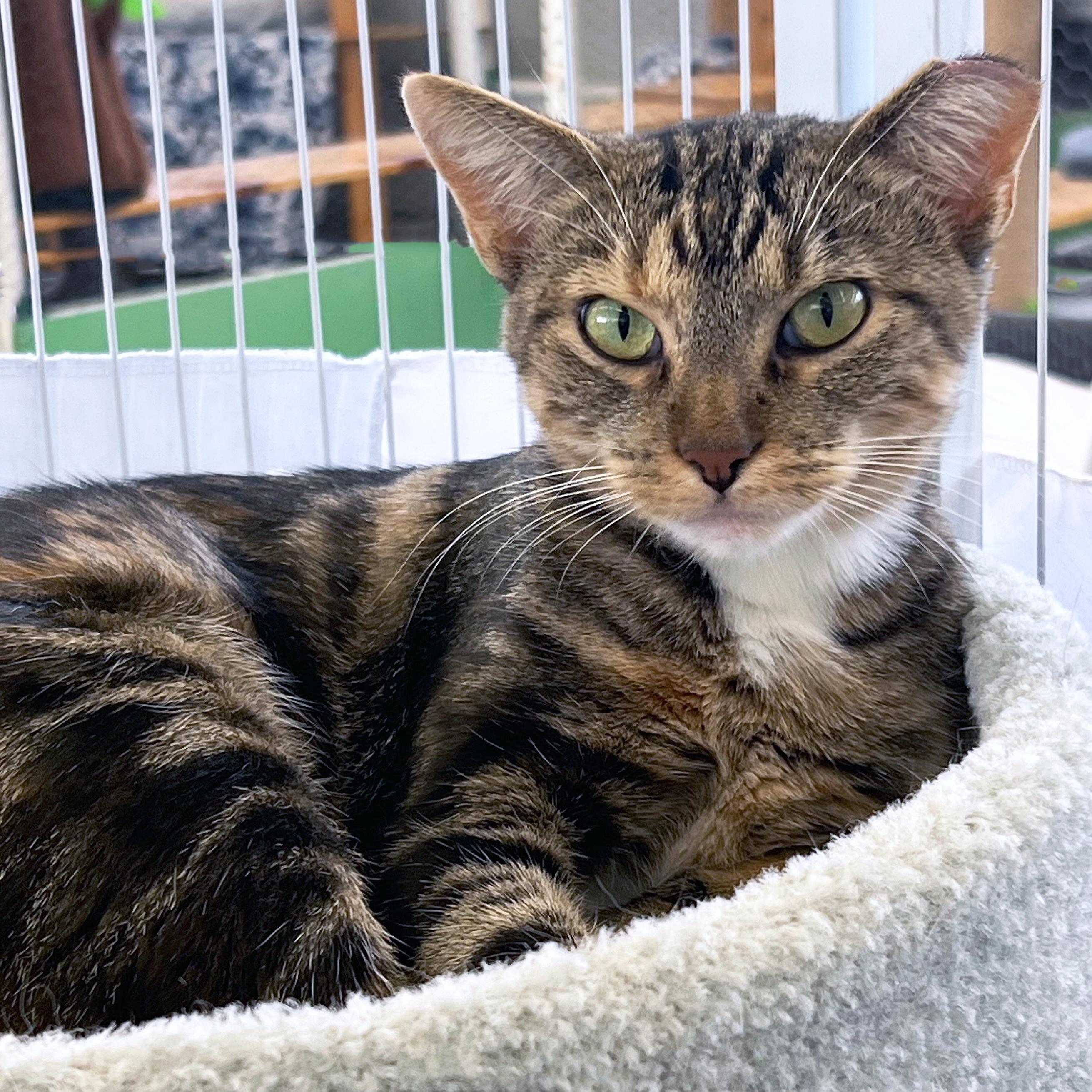 Enlarge Robin, a Adoptable Domestic Short Hair in St. Louis, MO image 2/2