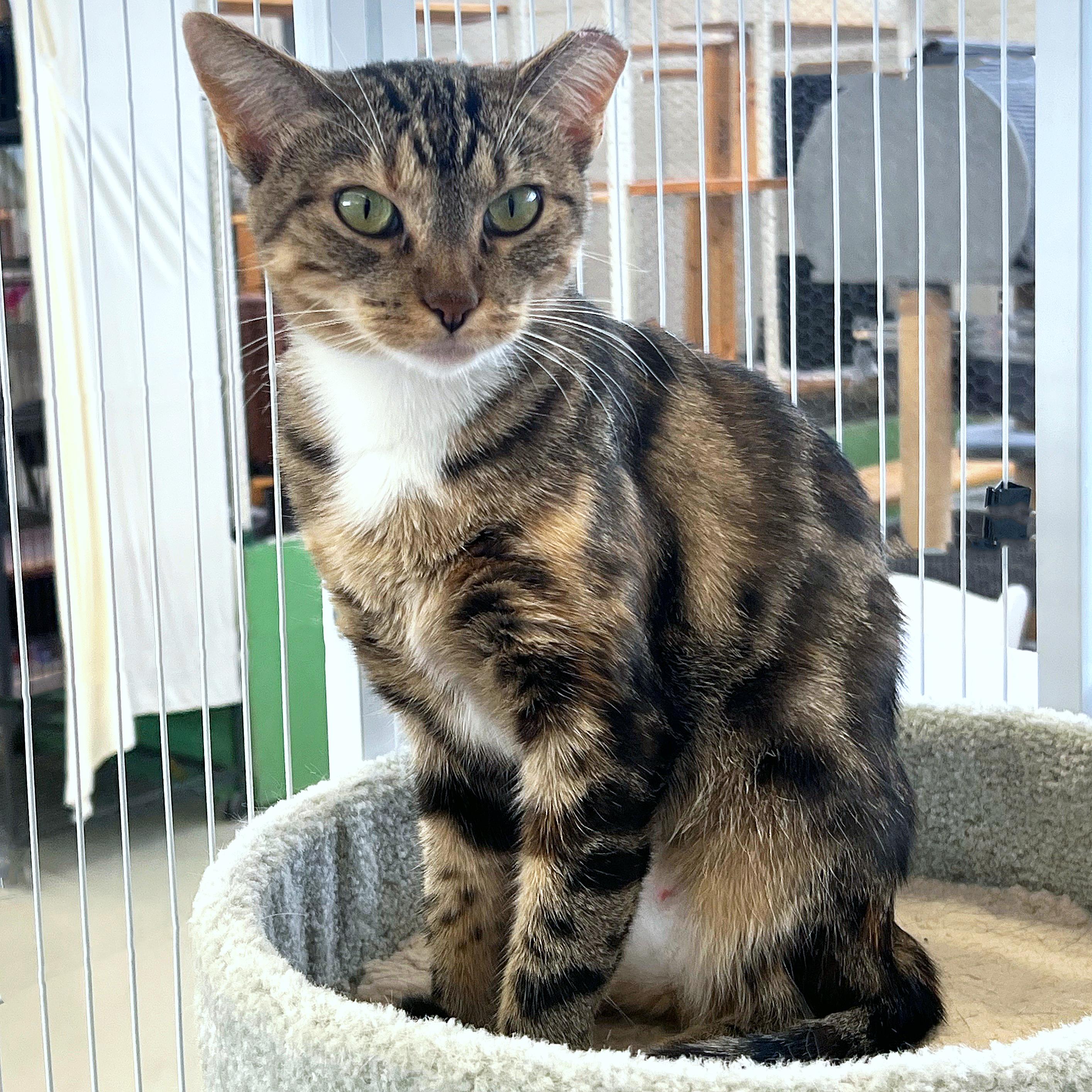 Robin, Adoptable, Young Female Domestic Short Hair.