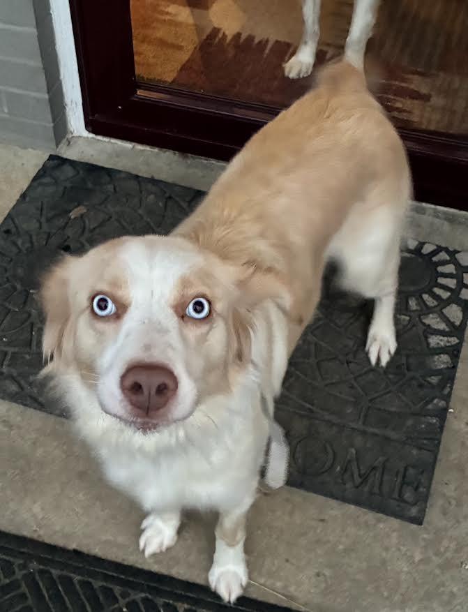 Enlarge Sandy, now Sami, a Adopted Australian Shepherd in Crossville, TN image 1/6